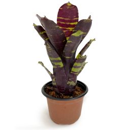 Neoregelia Savoy Truffle 2