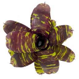 neoregelia savoy truffle