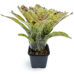 neoregelia shamrock