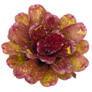 Neoregelia Walking Tall