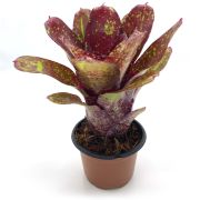 neoregelia walking tall S 2