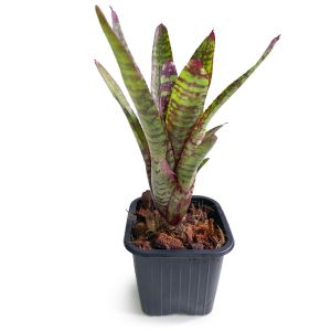 Neoregelia Wild Tiger x Wild Rabbit