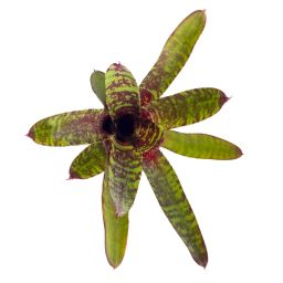 neoregelia wild tiger x wild rabbit NL 2