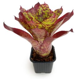 neoregelia winnie the pooh front