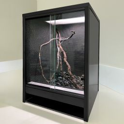 rainforest 1
