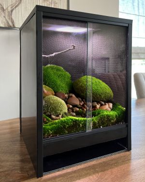 Mini Ecosysteem Rainforest