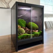 rainforest 2