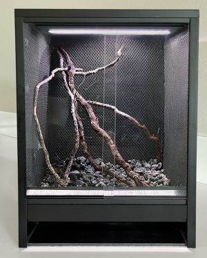 Mini Ecosysteem Rainforest