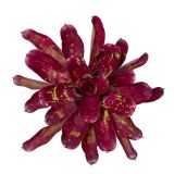 Neoregelia Red Tone