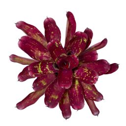 Neoregelia Red Tone