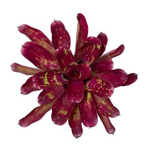 Neoregelia Red Tone