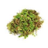 Sphagnum mos