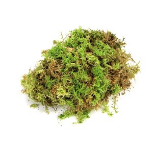 Sphagnum mos