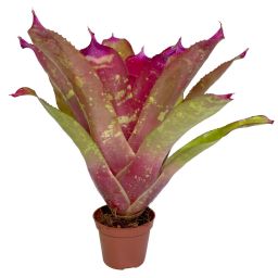 Neoregelia Super Pink Tone