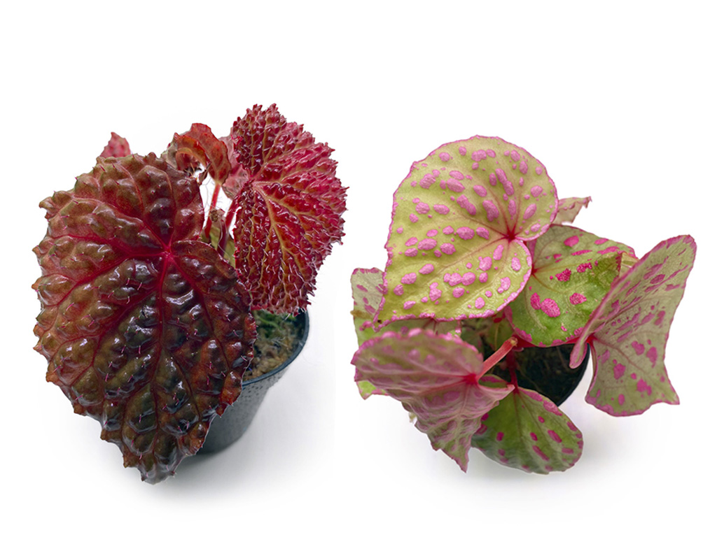 terrarium planten kopen