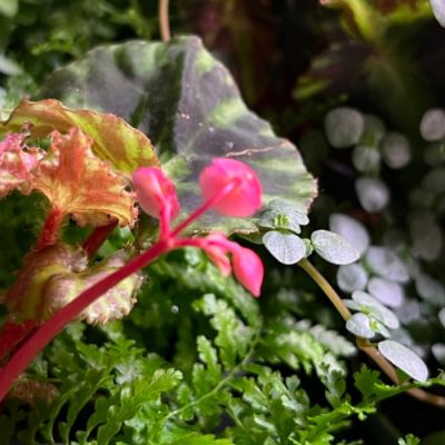 terrarium planten verzorgen