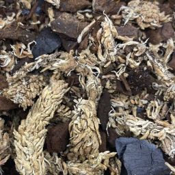 Terrarium Substraat