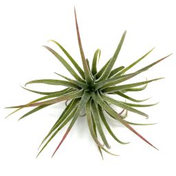 tillandsia ionantha ionantha 3