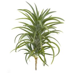 tillandsia neglecta