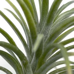 tillandsia neglecta 2