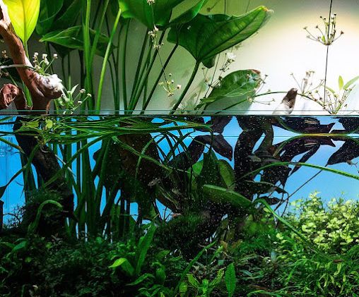 aqua terrarium