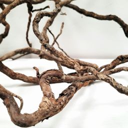 wio elder roots 1