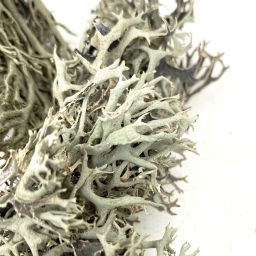 WIO Bits Lichen