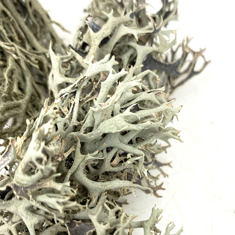 WIO Bits Lichen