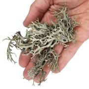 WIO Bits Lichen