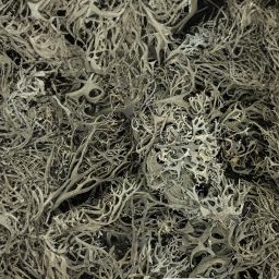 WIO Bits Lichen