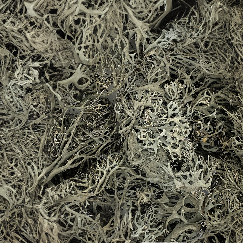 WIO Bits Lichen